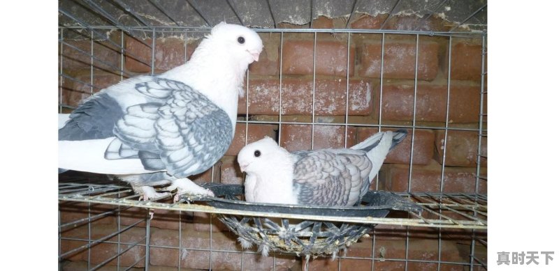 养300对肉鸽子一年的利润能有多少？能赚多少钱 - 真时天下