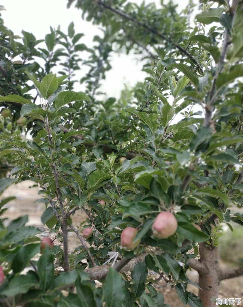 武都明天天气 - 真时天下