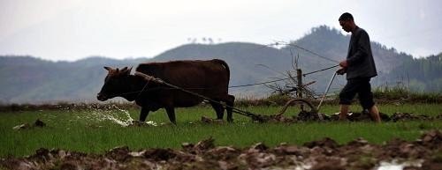 一年之计在于春,在冠状疫情期间,农村春耕准备怎样预防疫情并搞好农业生产 - 真时天下