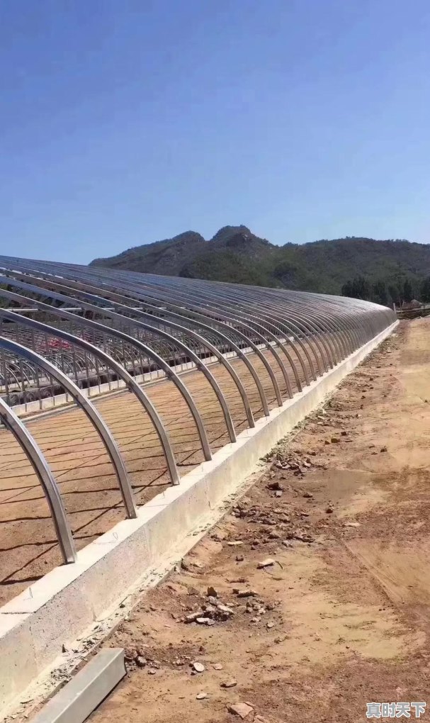 锦州通辽今日玉米价格 - 真时天下