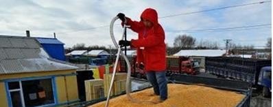 未来十天玉米行情如何,吉林市的 - 真时天下