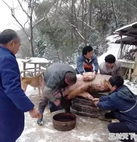 咕力咕力棉花糖歌曲 - 真时天下