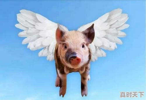 4月9日猪价涨跌互现，4月份养殖户能盼来生猪价格的拐点吗 - 真时天下