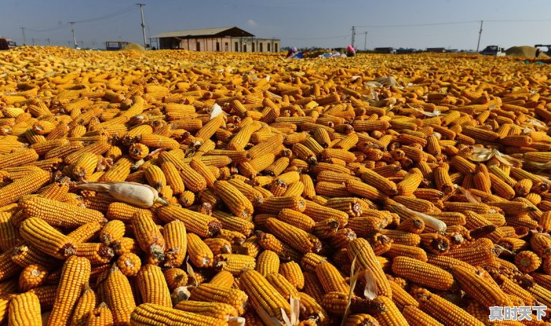今天把玉米卖了,带棒子每斤七毛一,你觉得合适吗 - 真时天下