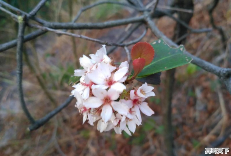 景栋天气 - 真时天下