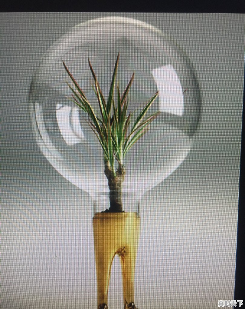 做原创视频两个人出镜怎么样 - 真时天下