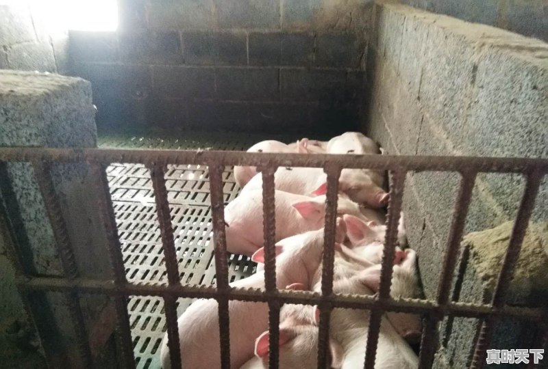 7公斤仔猪价格今天 - 真时天下