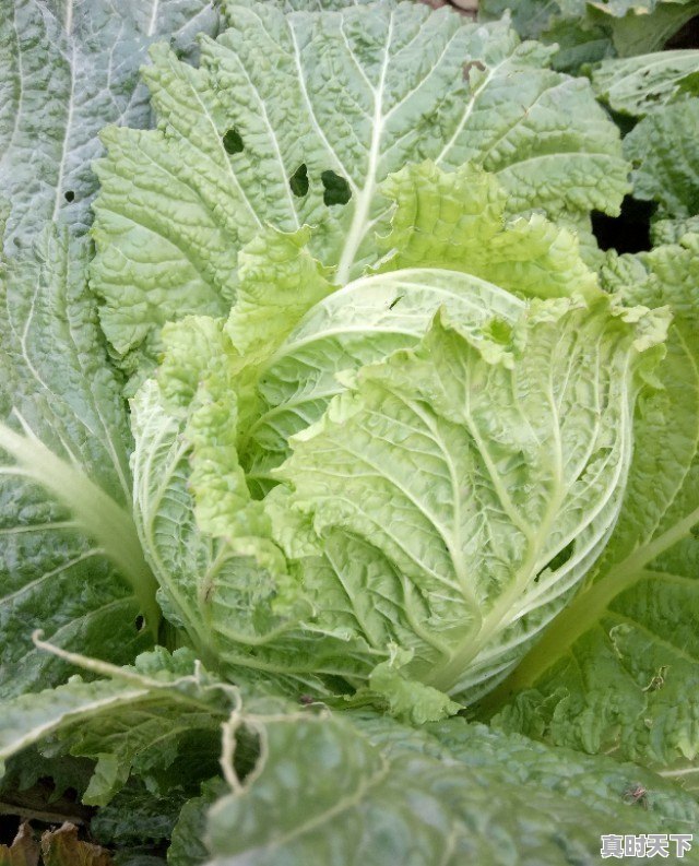 沟墩镇天气 - 真时天下