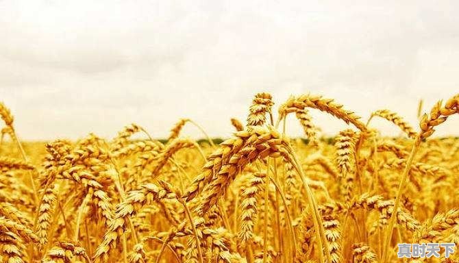 i江西新干县今日生猪价格 - 真时天下