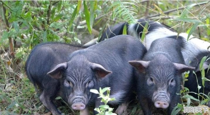 广西河源今日猪肉价格行情走势 - 真时天下