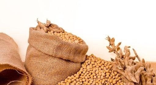 吉林省有被称为“中国甜糯玉米美食之乡”的市县吗 - 真时天下