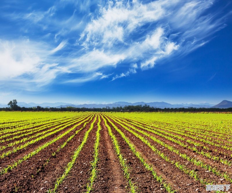 山东今日玉米报价 - 真时天下