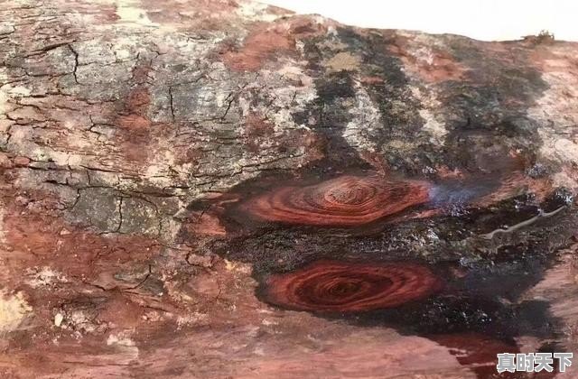 海南黄花梨价格如何?
- 真时天下