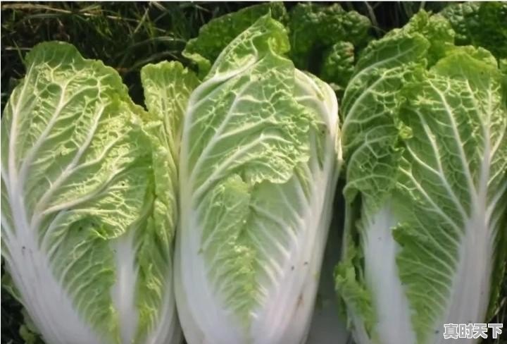 大白菜种植亩产量多少?多少钱一斤 - 真时天下