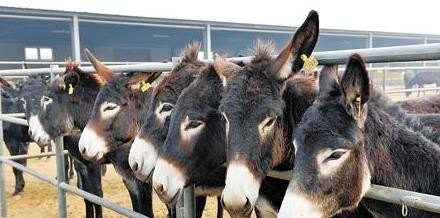 农村养啥能收入高 - 真时天下