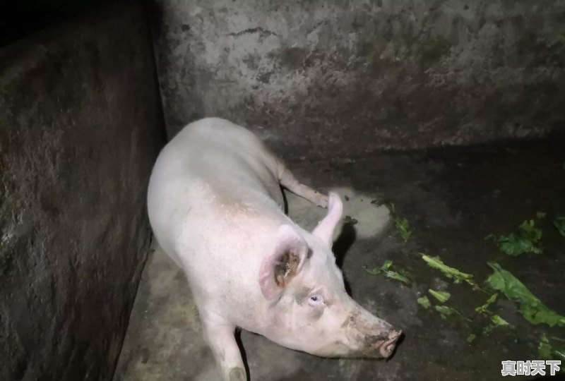 今日四川地区仔猪价格走势图 - 真时天下