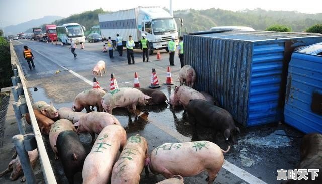 广东猪肉批发价格今日猪价 - 真时天下