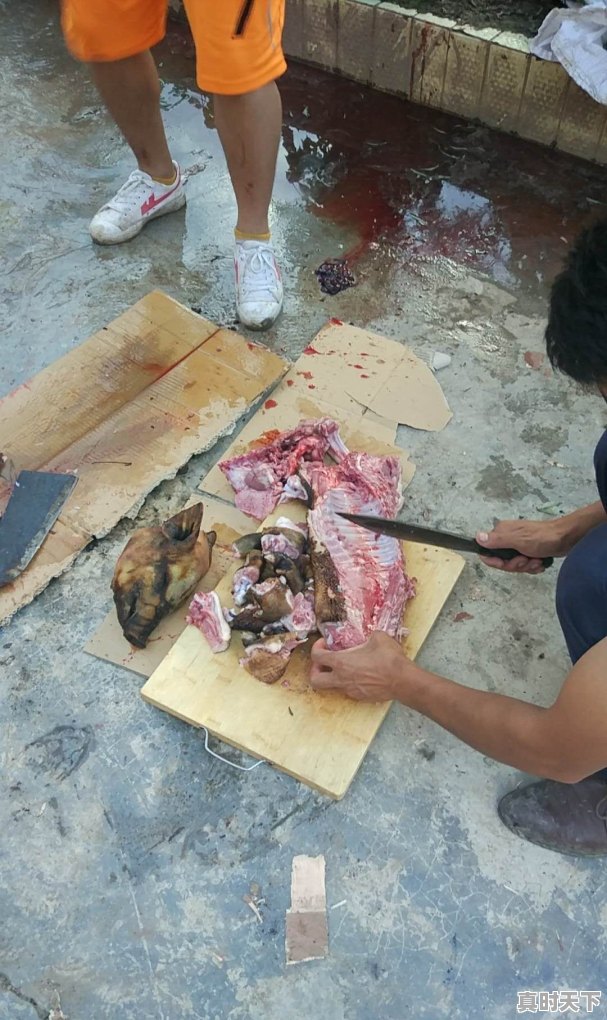 凉山州人喜欢吃烤猪肉,那么吃的小猪仔是多大的呢 - 真时天下