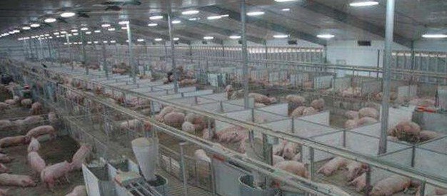 猪肉还能降到以前的13元1斤吗 - 真时天下