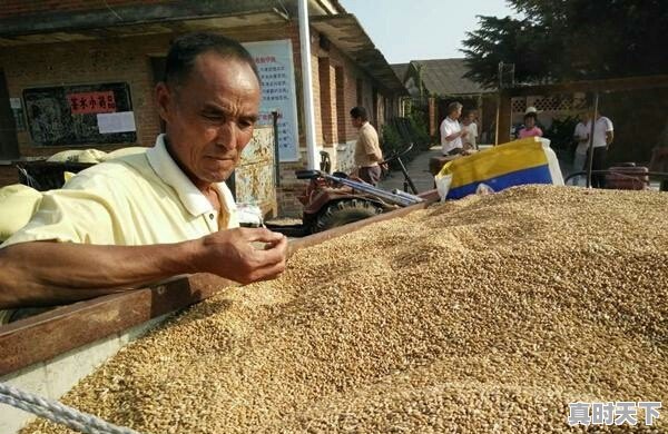 湖北今日油菜籽最新价格 - 真时天下