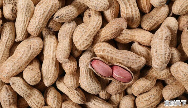 铁杆葱和普通大葱哪个贵 - 真时天下