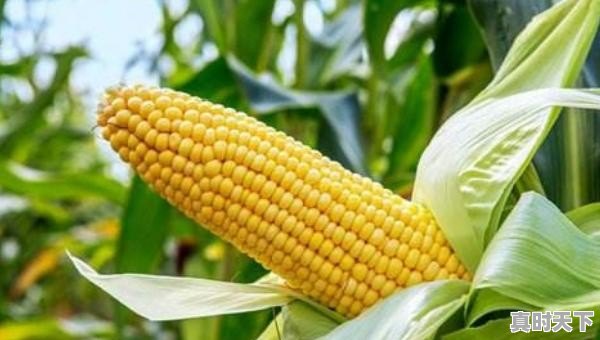 凤山戏楼的历史故事 - 真时天下