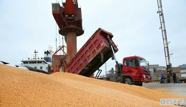 吉林农安今天玉米价格 - 真时天下