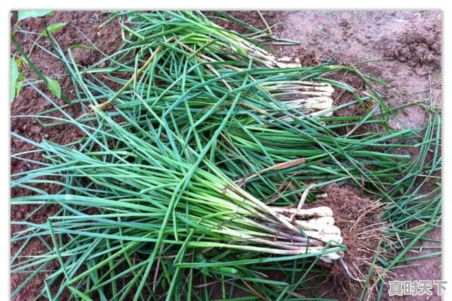 农民种植的藠头,很少见杀虫处理,是不是藠头不易生虫 - 真时天下