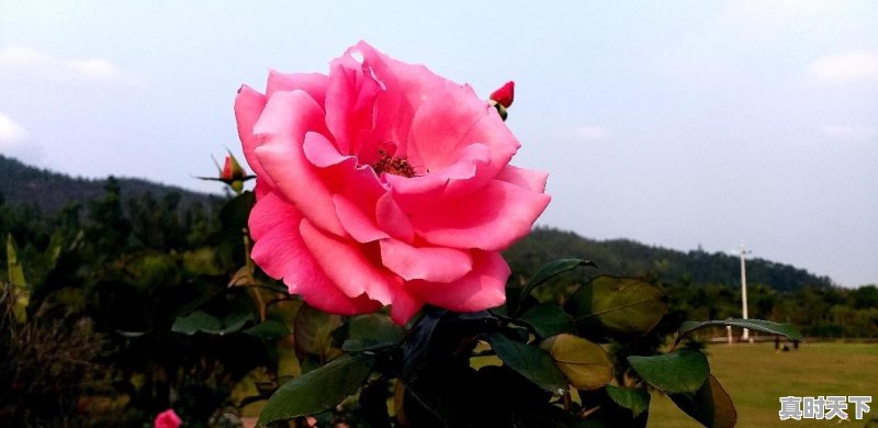 想问问男生,你们喜欢又作又嗲的女生吗 - 真时天下