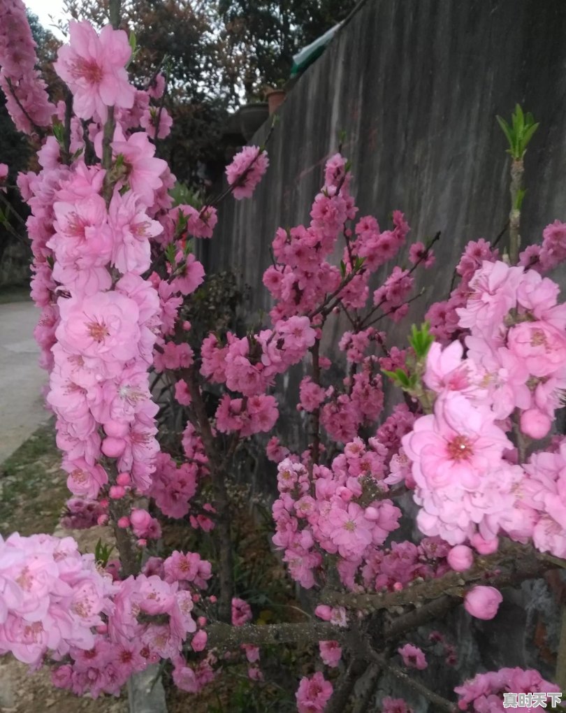 三角梅和映山红哪个好看 - 真时天下