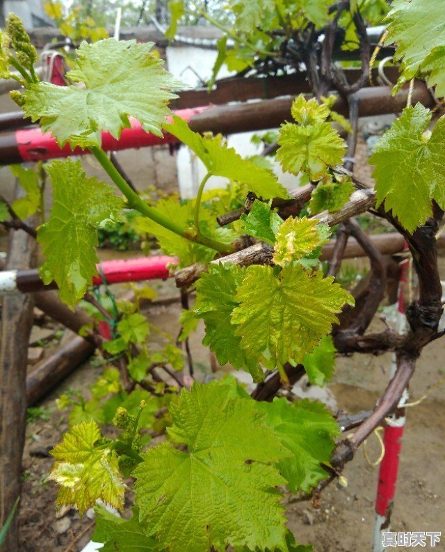 仿写夏天里的成长忙碌的早晨 - 真时天下