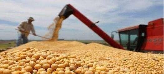 今日美豆价格9月25日是多少 - 真时天下