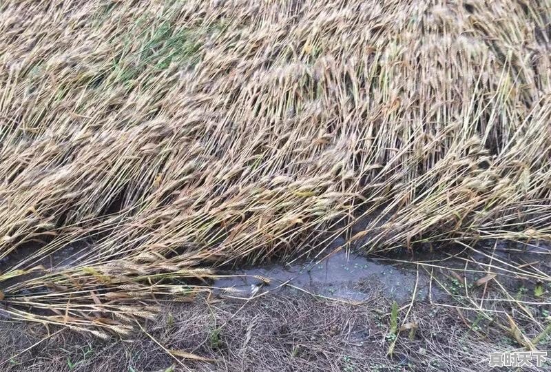 最近影响小麦的价格因素有哪些？有上涨的空间吗 - 真时天下