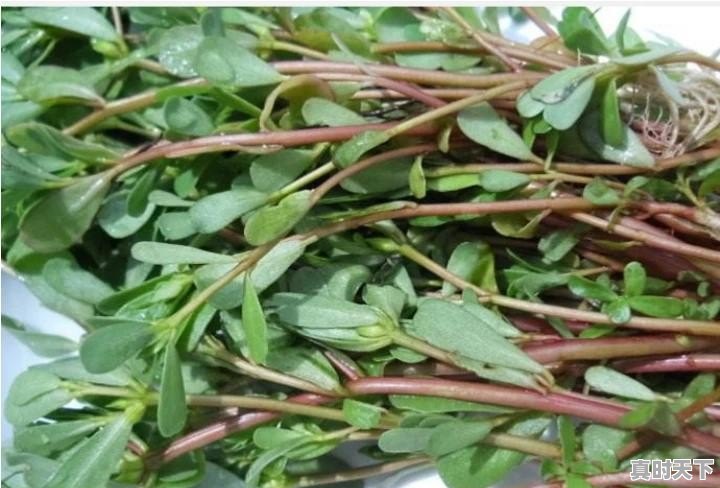 花生皮果最新价格 - 真时天下