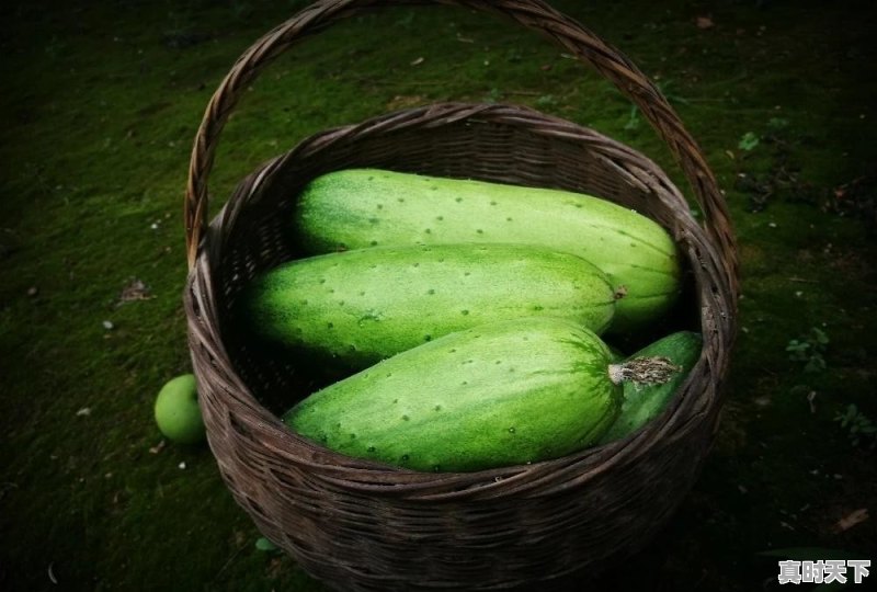 张雪峰金融专硕全部视频 - 真时天下