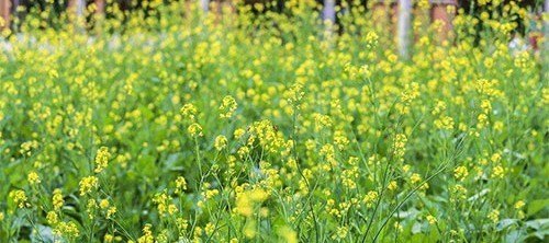 今日南阳甘蓝油菜籽价格 - 真时天下