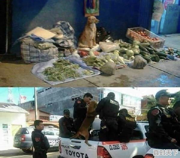 你看到过哪些搞笑段子,图片,搞笑GIF动图,能分享一下吗 - 真时天下