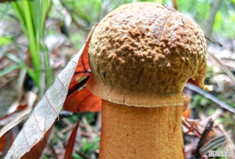 晋宁六街豌豆交易价格 - 真时天下