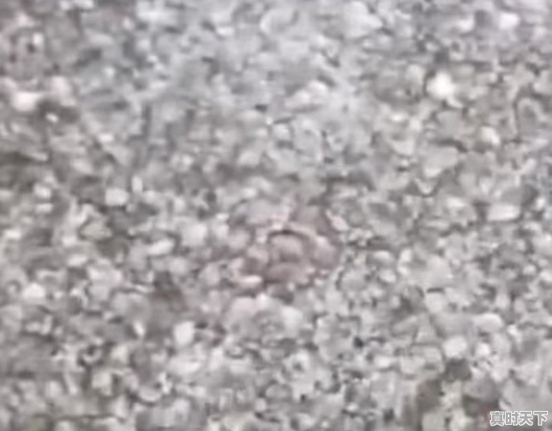 今日榆树市玉米价格是多少 - 真时天下