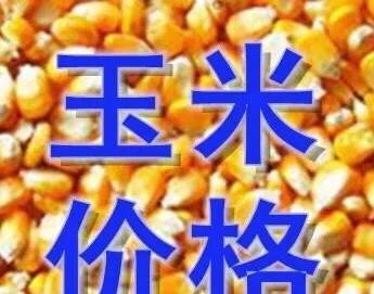 今日辽宁玉米粒价格行情走势 - 真时天下