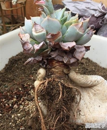 蓝松健康科技 - 真时天下