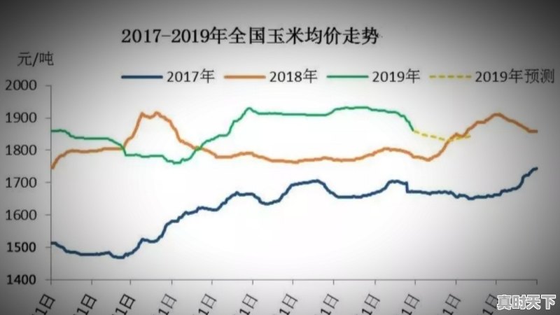 山东玉米保险赔偿标准 - 真时天下