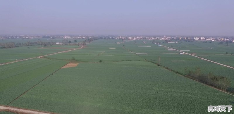 米田园科技 - 真时天下