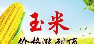 近日东北、山东等地玉米价格出现上涨,你认为会有持续性吗 - 真时天下