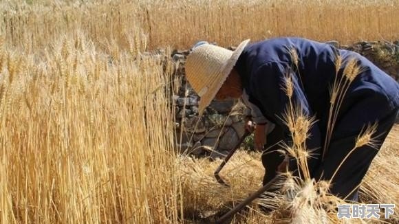 收小麦机器 - 真时天下