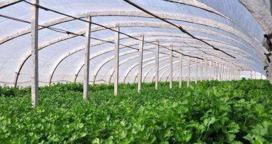 冬季大棚适合种植什么蔬菜 - 真时天下