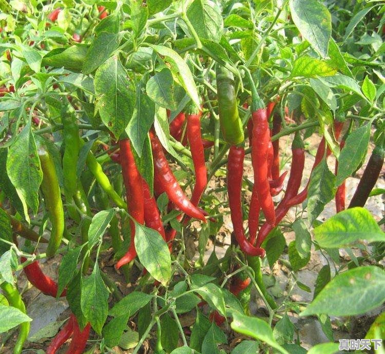 中国十大土辣椒排名 - 真时天下
