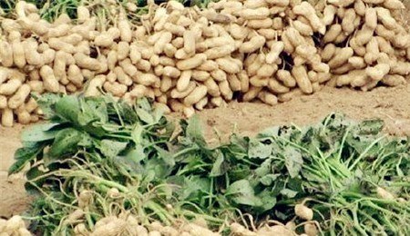 开封五香花生米的正宗做法 - 真时天下