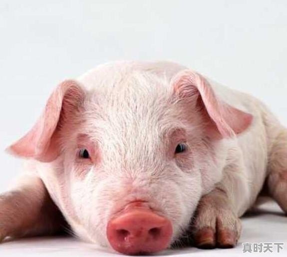 河南商丘猪肉价格今日猪价多少 - 真时天下