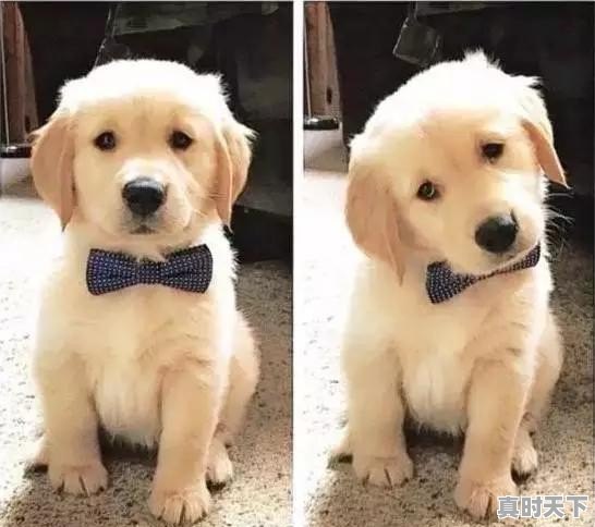 贝贝音频 - 真时天下